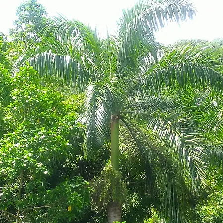 Tha Lagoon Spot Port Antonio Exterior foto